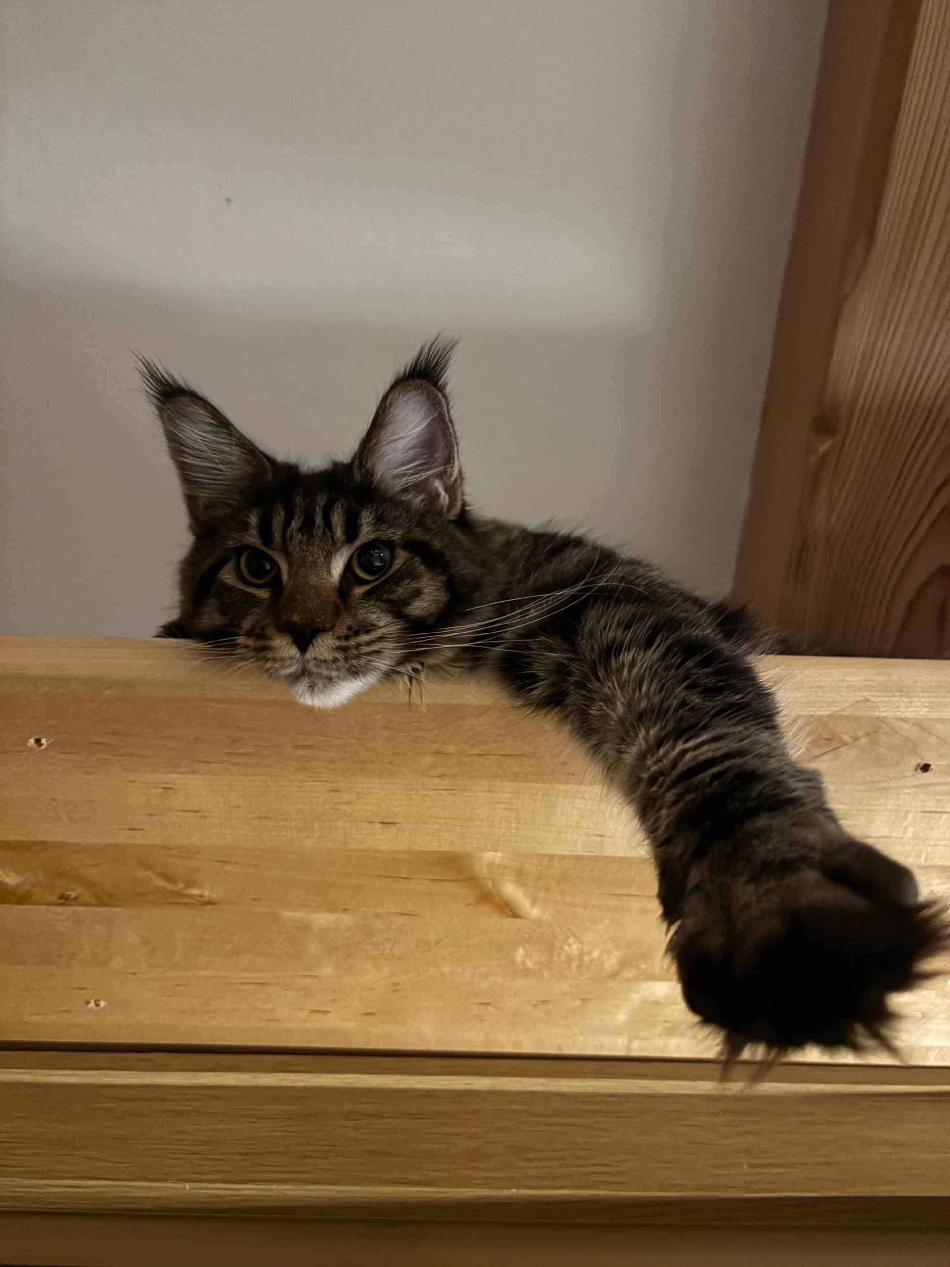 Bobbie 6 Monate mit 5055g