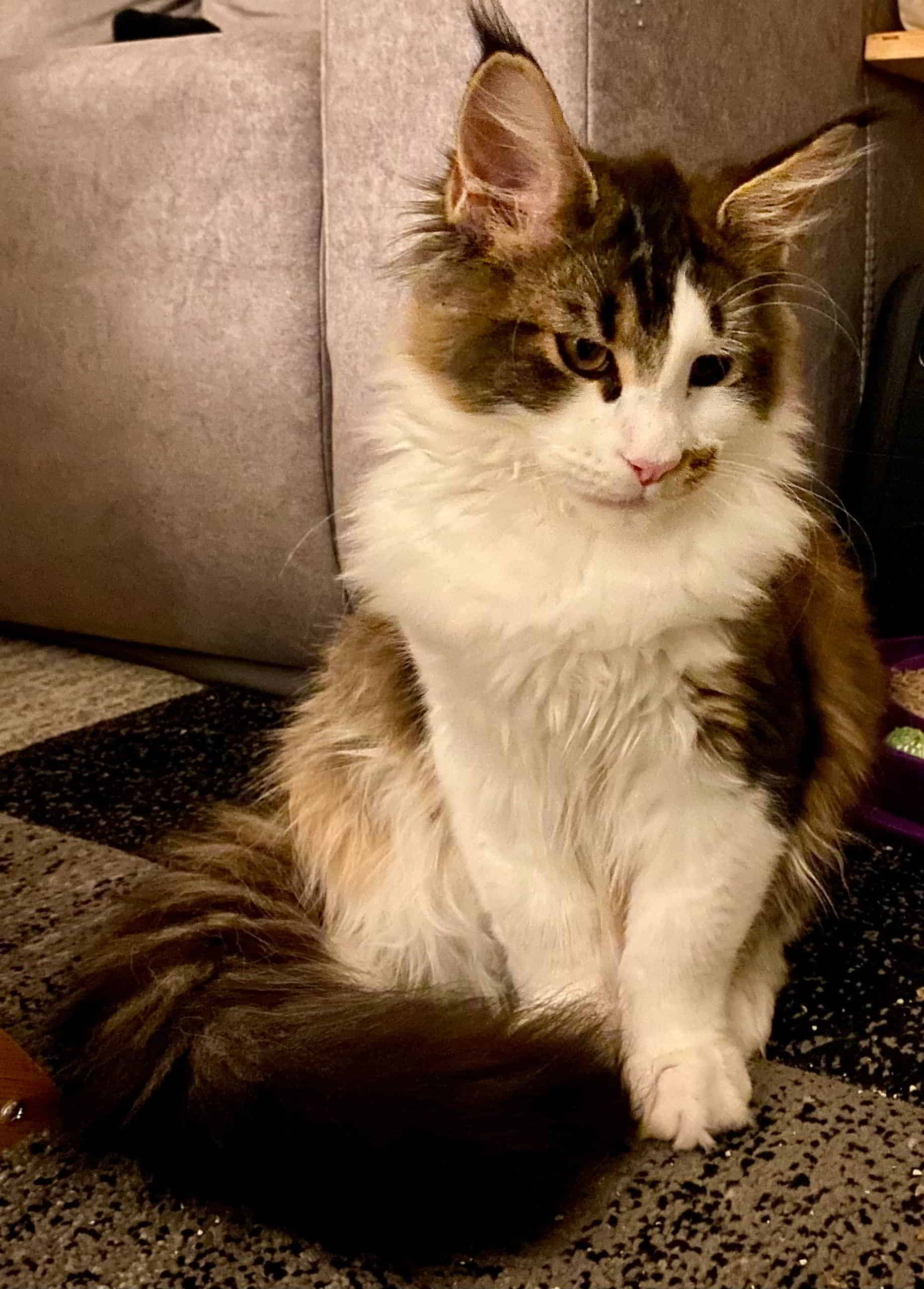 Heute wiegt Colin 4320g und sein Latz bildet sich langsam