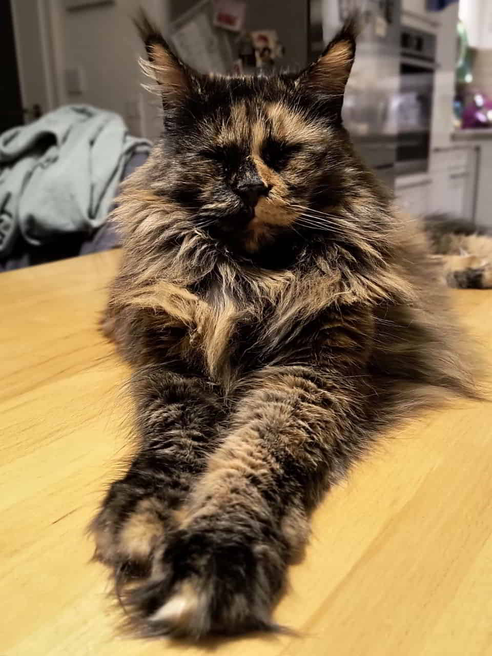 Jutta hat für mich das Top Moppel gemacht