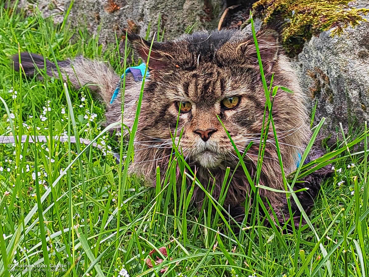 Der berühmte XXL Maine Coon Kater Yaron Der berühmte XXL Maine Coon Kater Yaron
