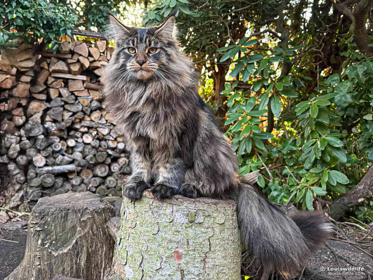 Facebook: Louis Jr. bei Louiswildlife Facebook: Louis Jr. bei Louiswildlife