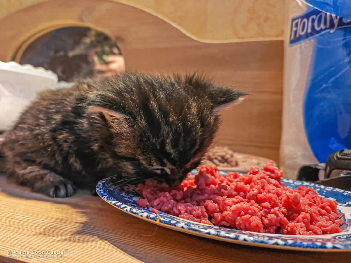 Extrafutter für Maine Coon Kitten Finn Extrafutter für Maine Coon Kitten Finn