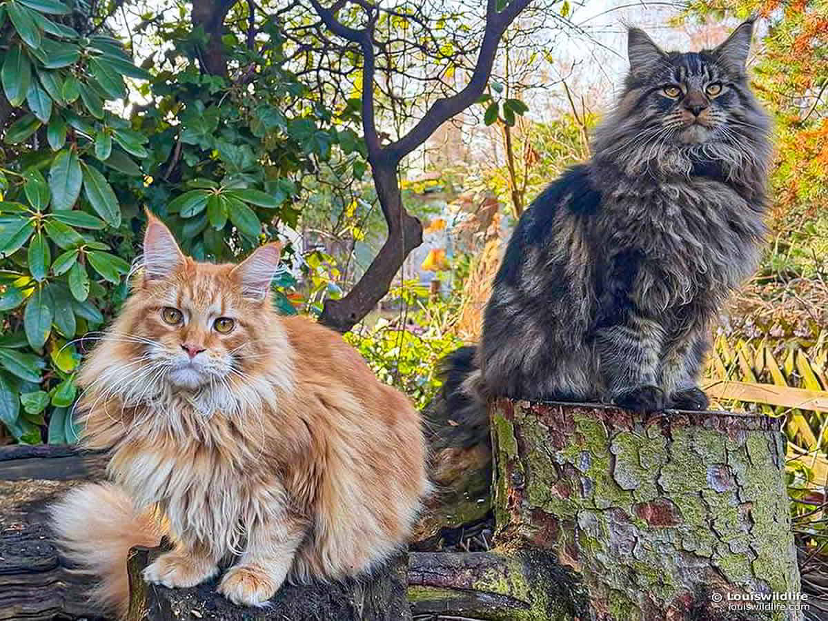 YouTube: Louis Jr. und Leon Wildlife YouTube: Louis Jr. und Leon Wildlife