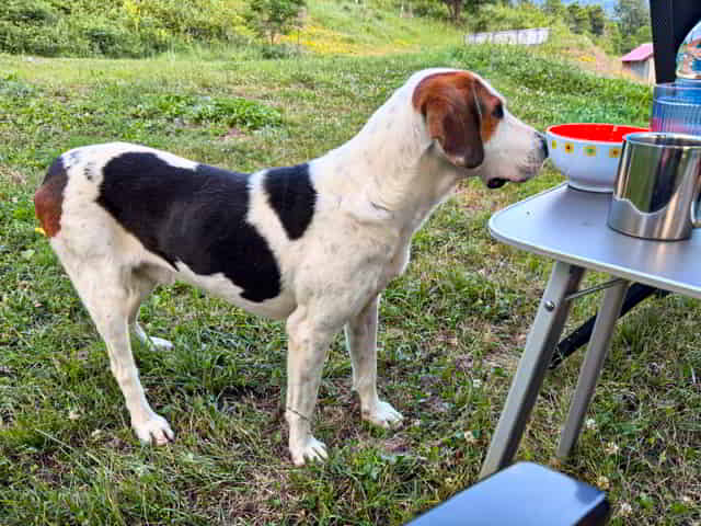 Hund Bobi Hund Bobi
