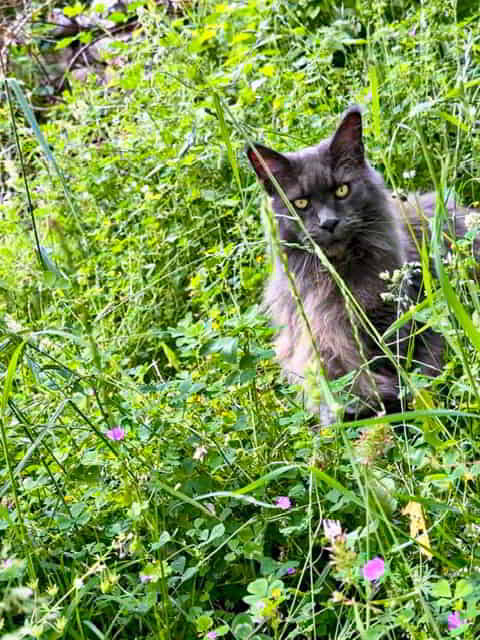 Reisekater Mischa im Paradies Reisekater Mischa im Paradies