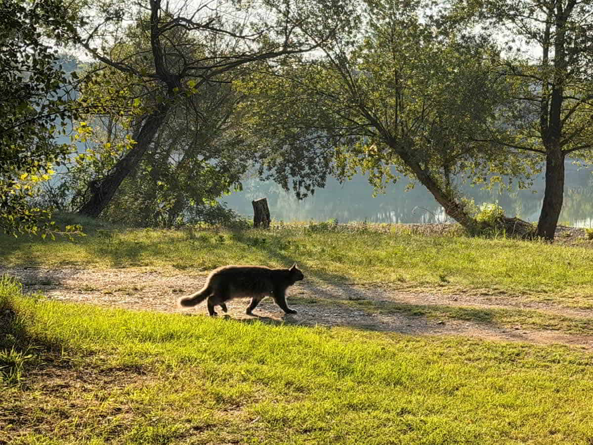 Maine Coon Reisekater Mischa im Balkan Reisekater Mischa im Balkan