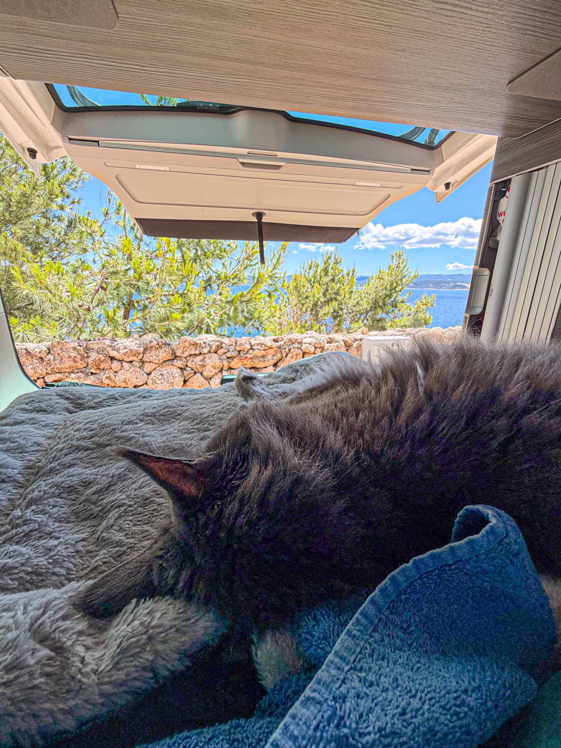 Siesta Siesta