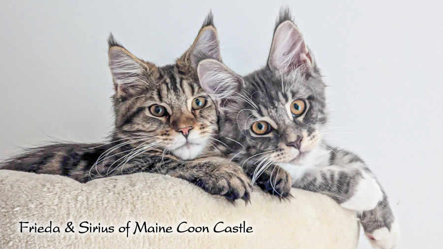 Katzenbilder 06/2026 Maine Coon Bilder 06/2026