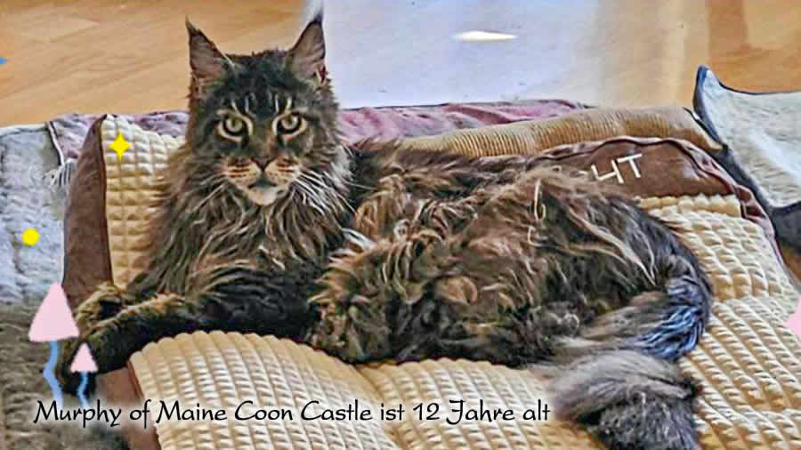 Katzenbilder: Murphy of Maine Coon Castle Katzenbilder 07/2026