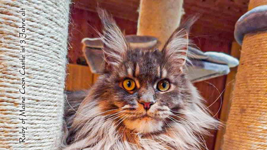 Katzenbilder 08 2026 Maine Coon Katzenfotos 08/2026