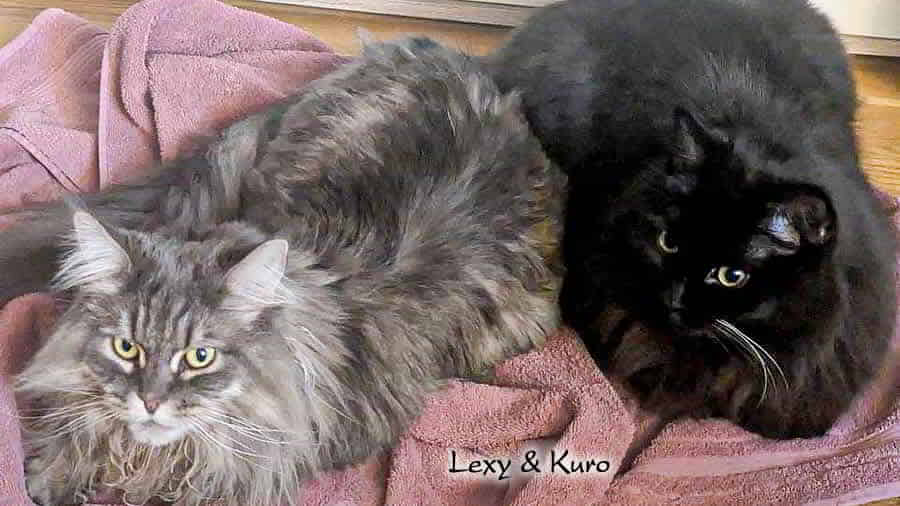 Maine Coon Bildergalerie 09/2026 Maine Coon Fotogalerie 09/2026