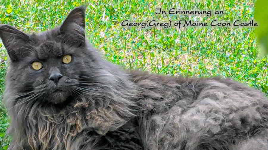 Katzenbilder 11/2025