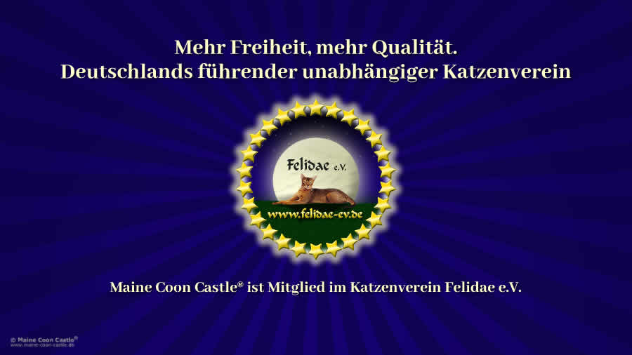 Katzenverein Felidae e.V. Freiheit trifft Exzellenz: Warum der Felidae e.V. Deutschlands führender unabhängiger Katzenverein ist