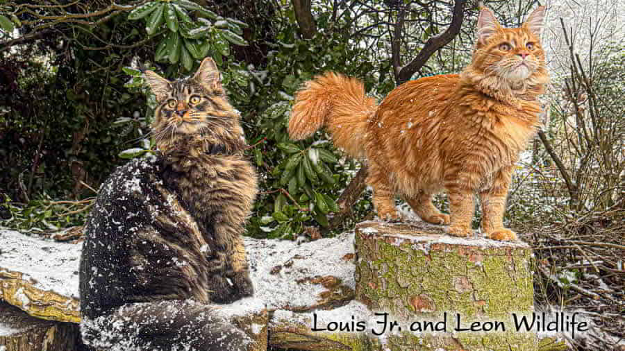 Louiswildlife – Louis Jr. and Leon Wildlife Louis Wildlife – A Legacy That Lives On: Enzo and Dean Step into the Legendary Paw Prints of Louis