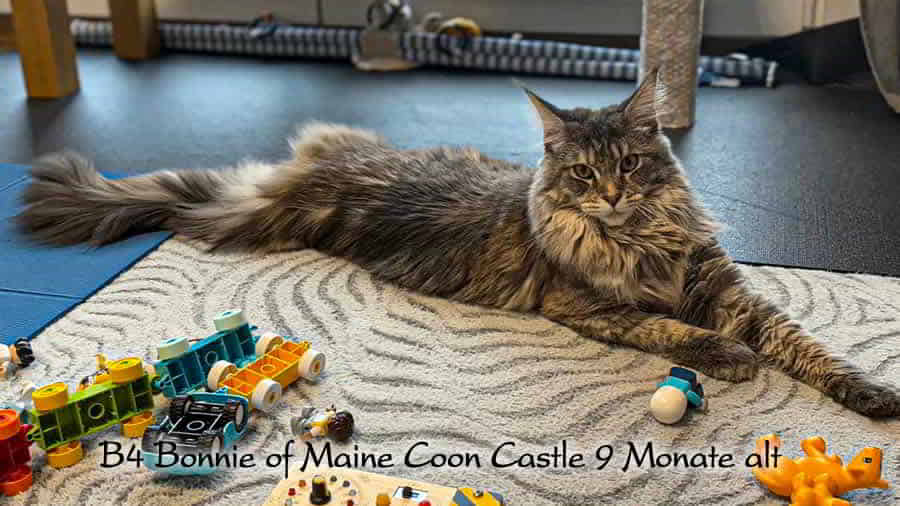Maine Coon Bilder 01/2026