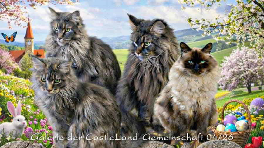Maine Coon Bilder 04/2026 Maine Coon Bilder 04/2026