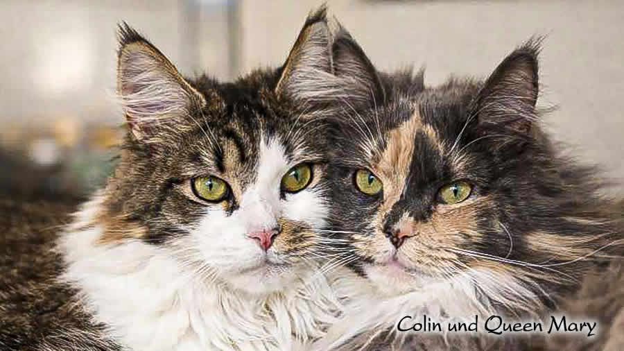 Maine Coon Bilder Galerie 03/2026 Maine Coon Bilder Galerie 03/2026