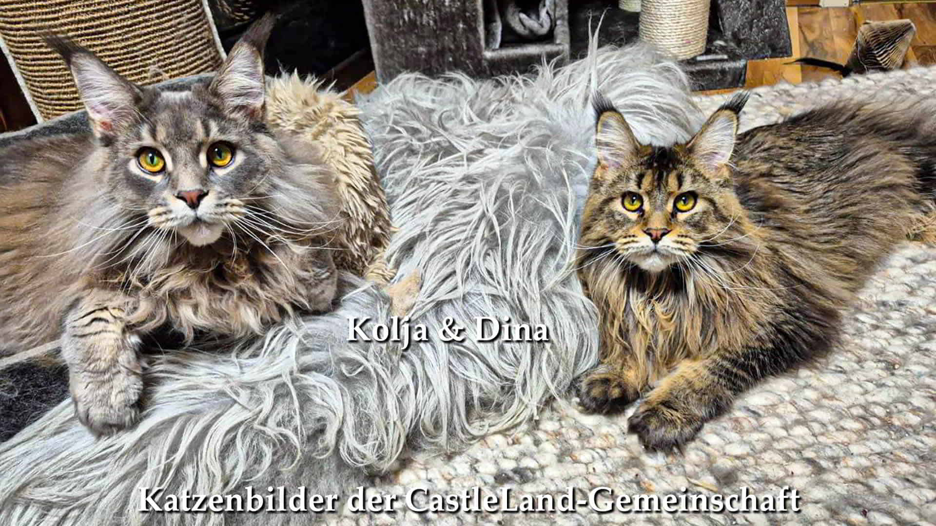 Maine Coon Bilder in der CastleLand Galerie – Lustige Katzenbilder unserer Community