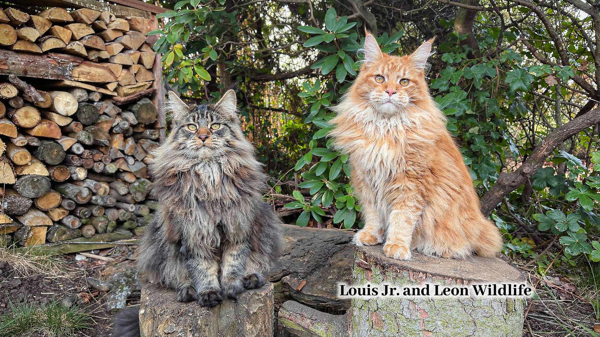 Louis Wildlife – A Legacy That Lives On Louis Wildlife – A Legacy That Lives On: Enzo and Dean Step into the Legendary Paw Prints of Louis