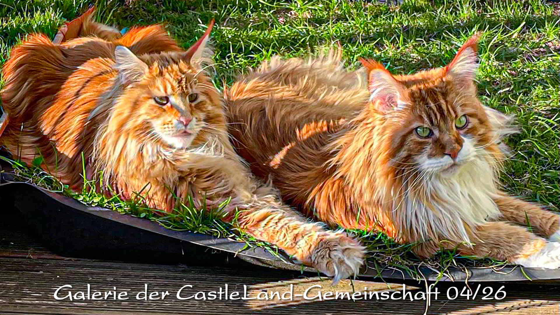 Maine Coon Bilder 04/2026