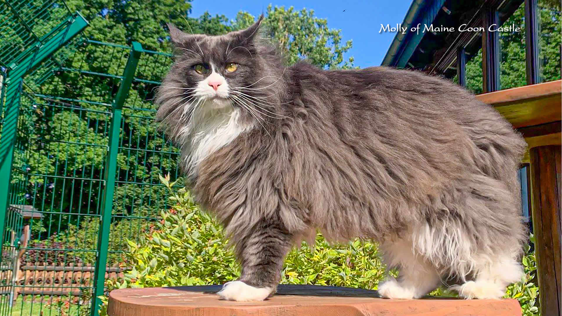 Maine Coon Bilder 06/2026 Maine Coon Bilder 06/2026