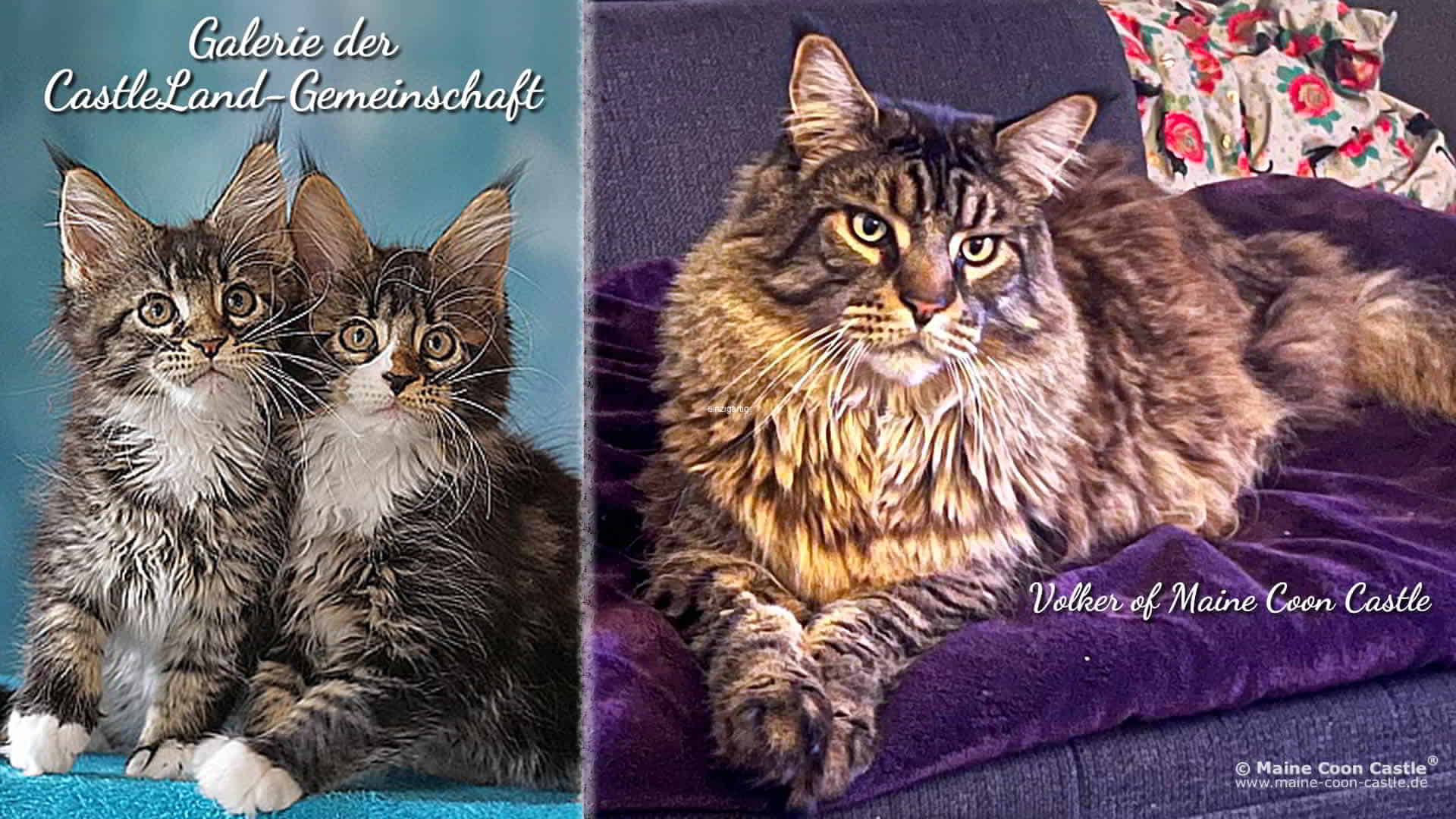 Maine Coon Bilder 10/2025 Maine Coon Bilder 10/2025