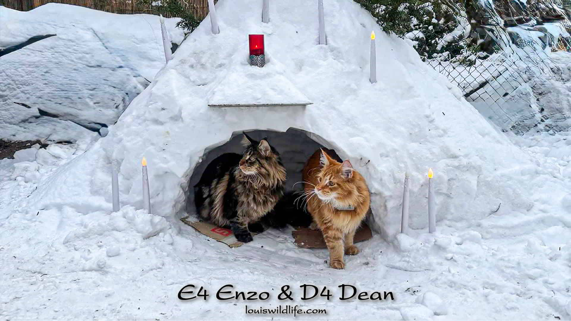 Maine Coon Fotos 01/2026 Maine Coon Fotos 01/2026