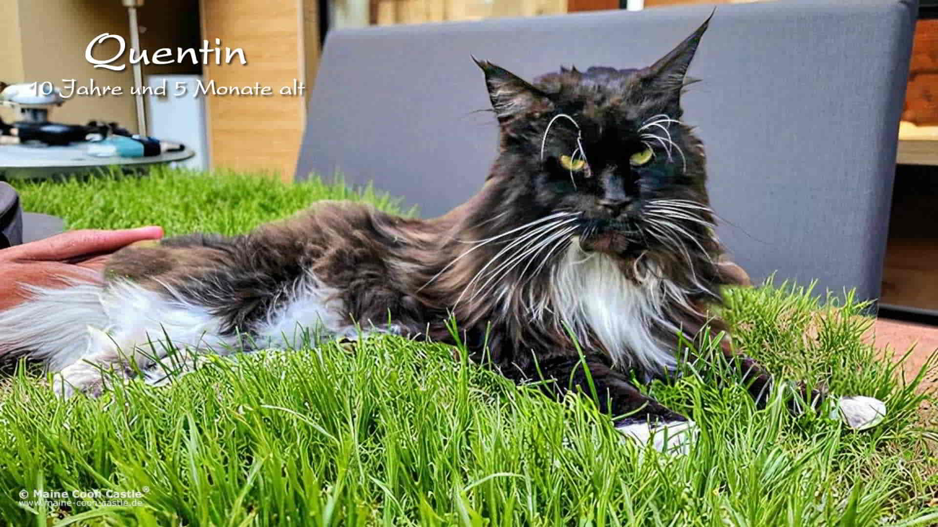 Maine Coon Fotos 08/2025