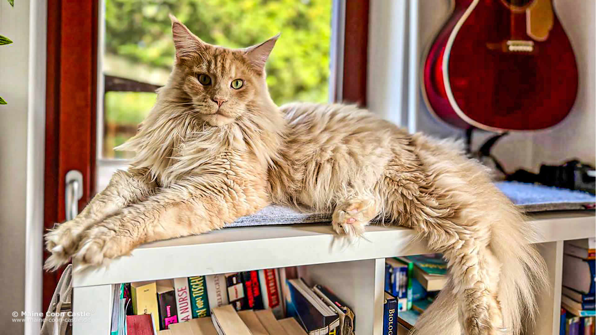 Maine Coon Fotos 09/2025