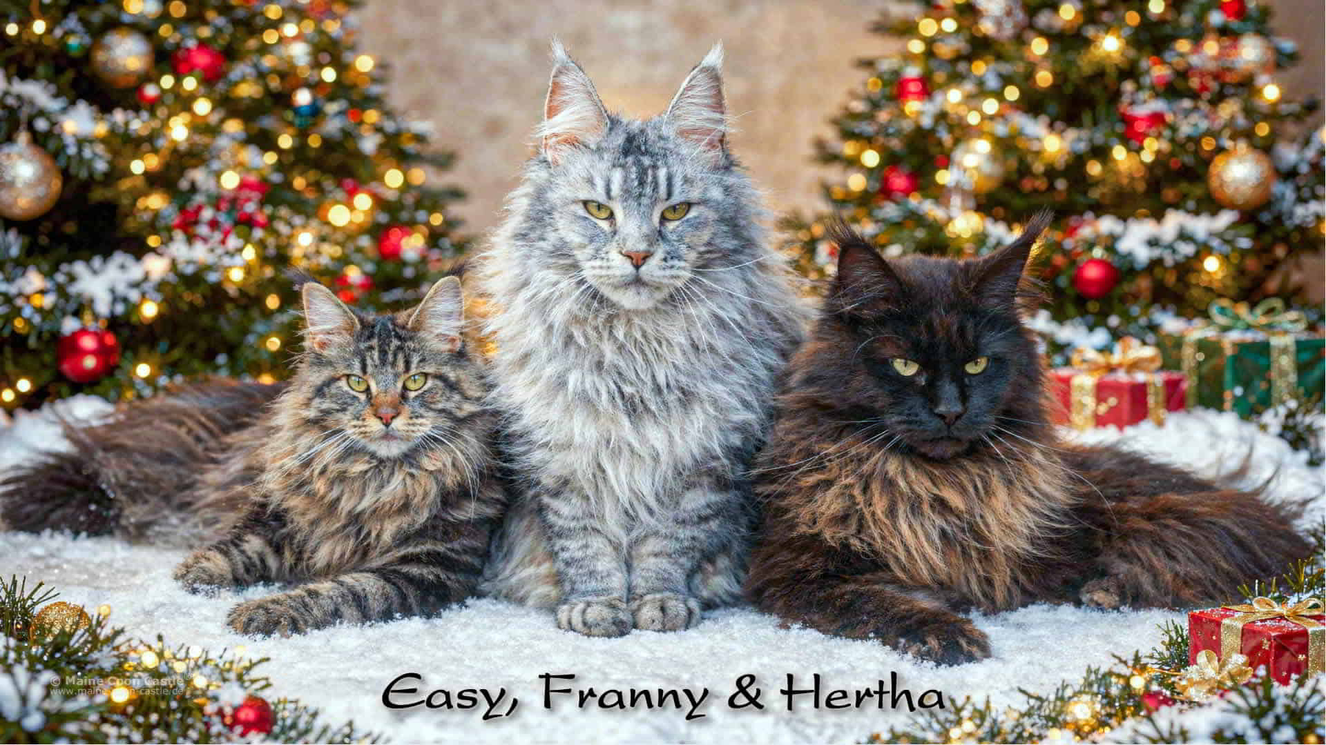 Maine Coon Fotos: Magische Momente aus dem CastleLand (Dezember 2025) Maine Coon Fotos: Magische Momente aus dem CastleLand (Dezember 2025)