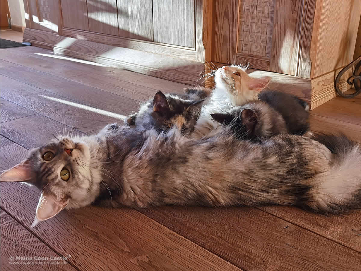 Kimy stillt ihre Maine Coon Kitten