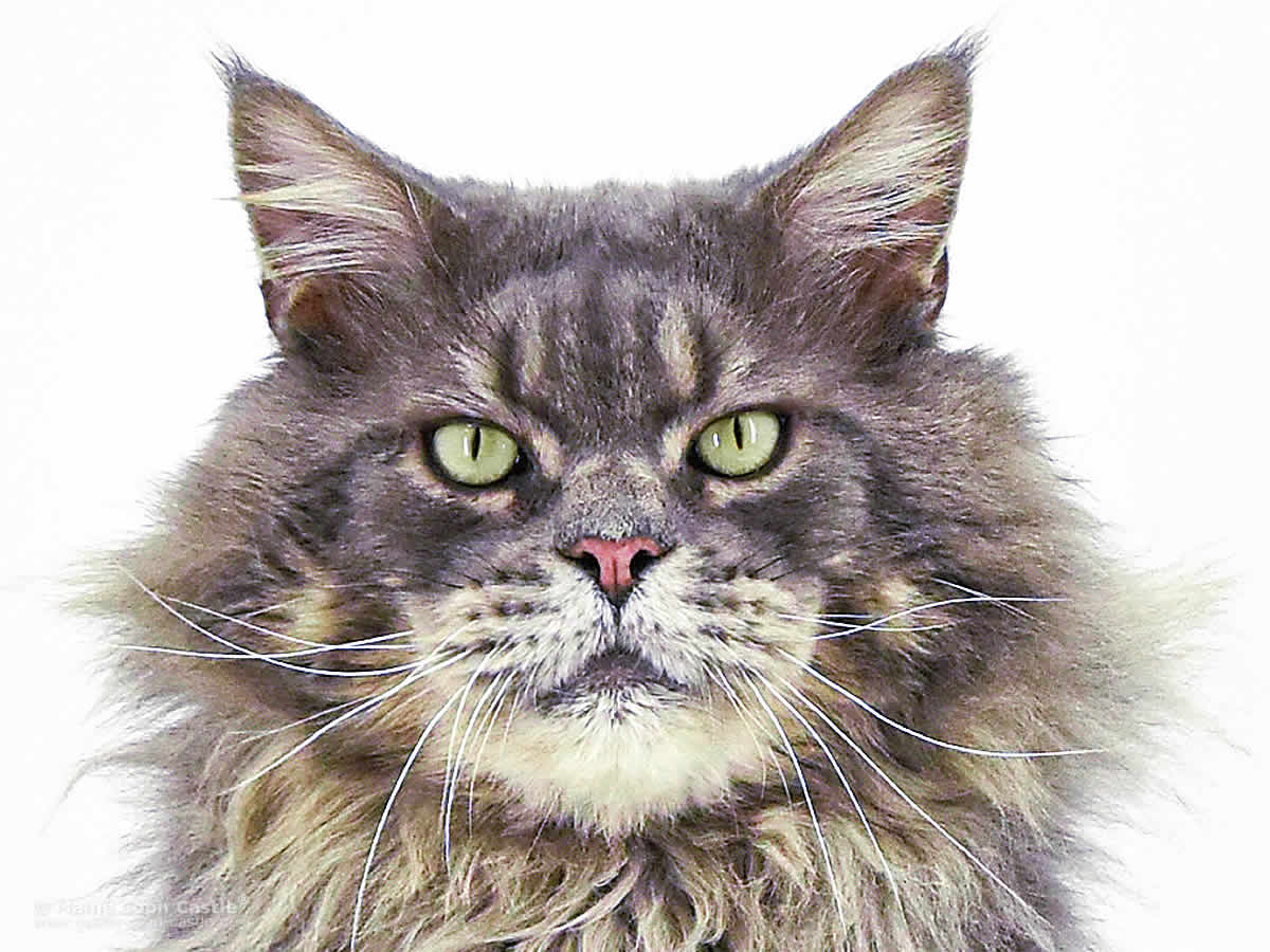Maine Coon Kater Buddy of Maine Coon Castle
