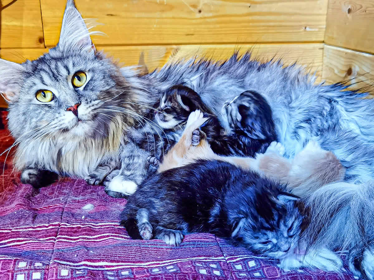 Maine Coon Katze Kyra und ihre Babys