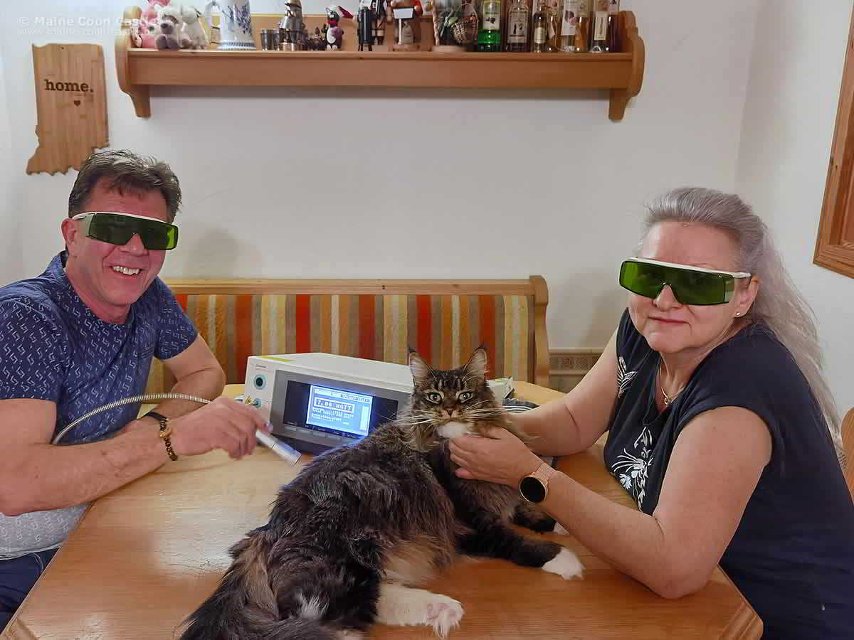 Maine Coon Katze Bertha bekommt Lasertherapie