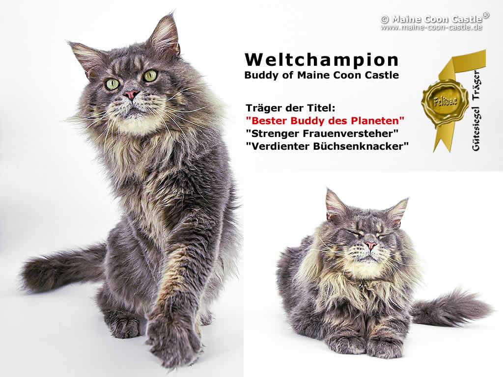 Weltchampion Buddy of Maine Coon Castle