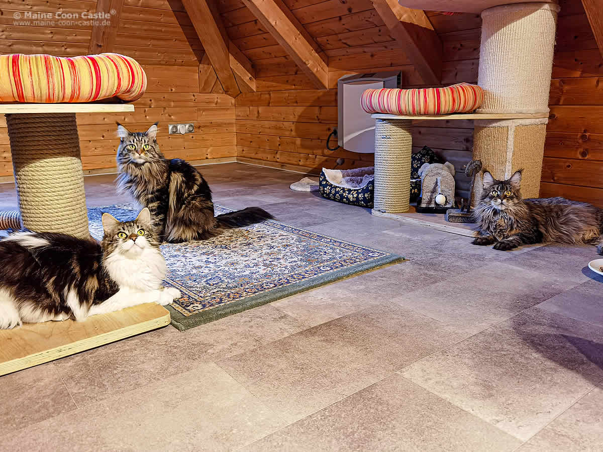 Wurfvorbereitung der Maine Coon Katzen im Kittenzimmer