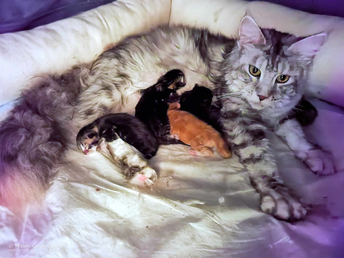  Q3 Wurf - Kimy und ihre Maine Coon Babys