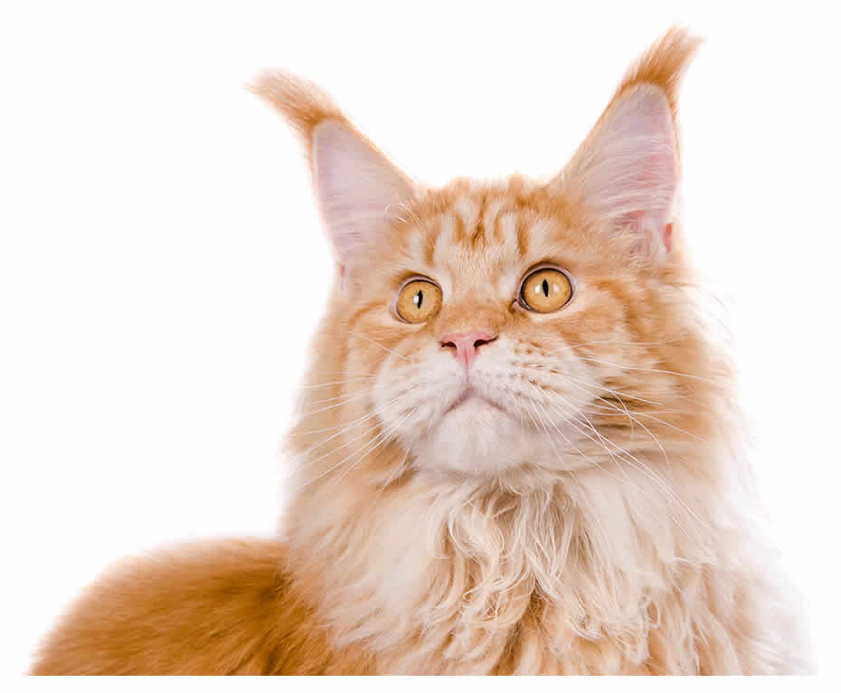 Maine Coon Kater Foxy of Maine Coon Castle