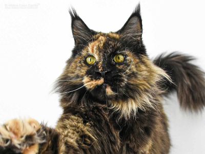 Erinnerung an unsere Freunde ⋆ Maine Coon Castle