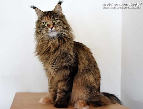 Polly of Maine Coon Castle