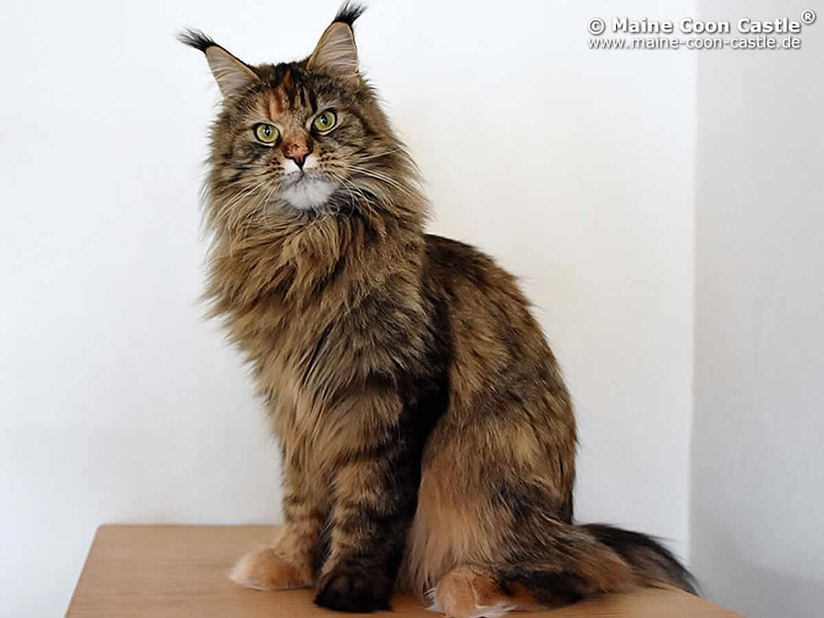 Maine Coon Katze Polly of Maine Coon Castle