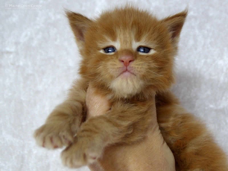 Nachruf auf den legendären Maine Coon Kater Zeus of MCC