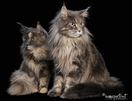 Brandy of Maine Coon Castle