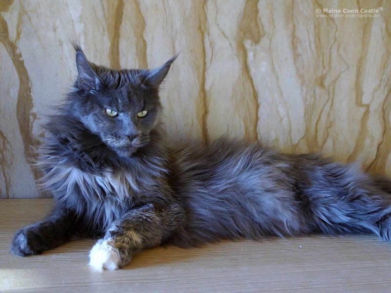 Maine Coon Kastratin Europa Champion Havana Tala-Minowis
