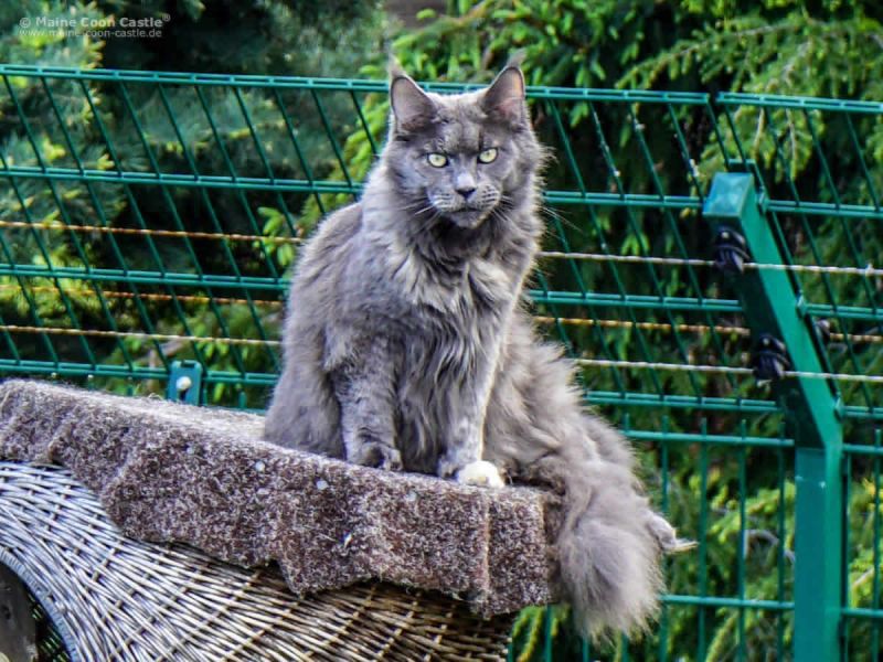 Maine Coon Kastratin Europa Champion Havana Tala-Minowis