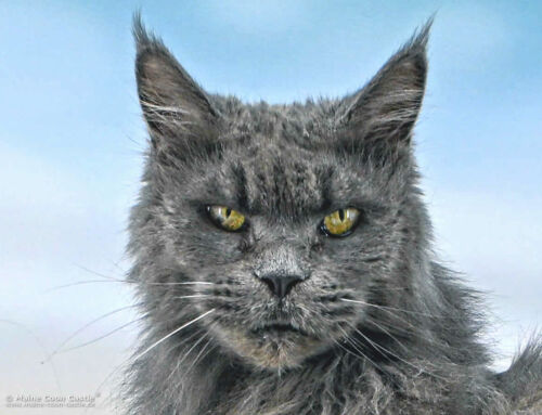 Contessa Tala Minowis