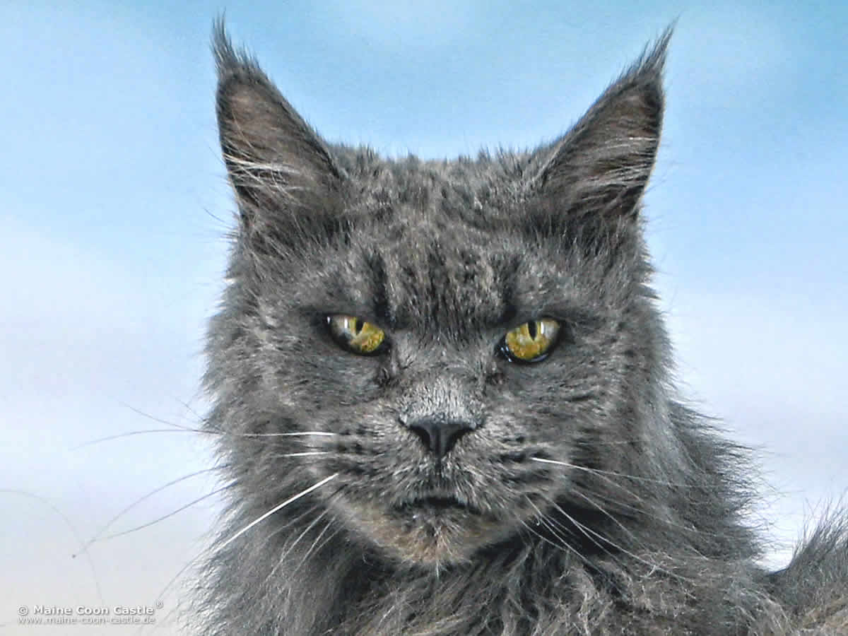 Maine Coon Kastratin Lea 14 Jahre und 10 Monate alt Maine Coon Kastratin Lea 14 Jahre und 10 Monate alt