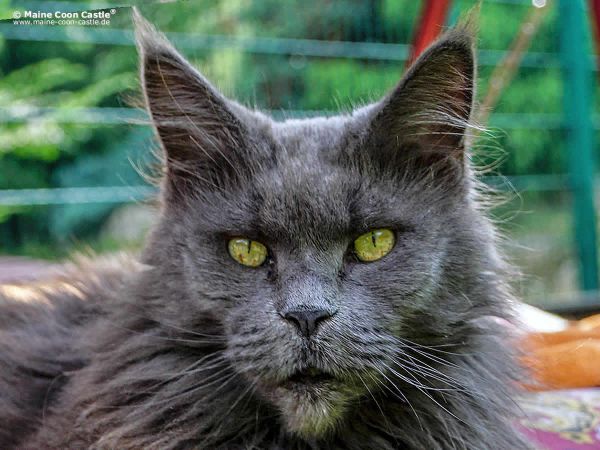 Maine Coon Züchter ⋆ Maine Coon Castle in Deutschland