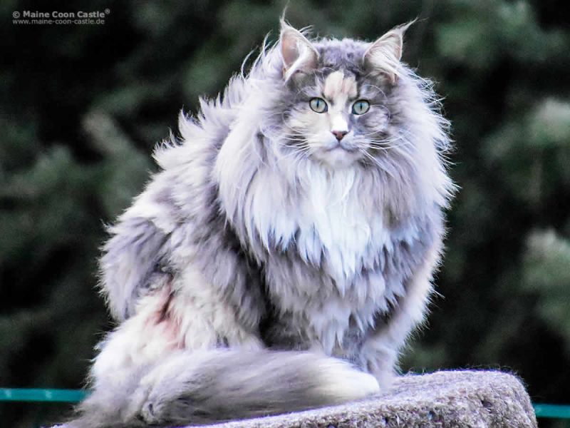 Erste Hilfe für Katzen ⋆ Katzenblog von Maine Coon Castle