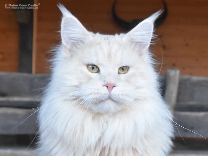 Grossartige Maine Coon Deckkater für die Fremddeckung